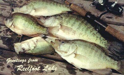 Reelfoot Gölü, Tennessee Kartpostalı