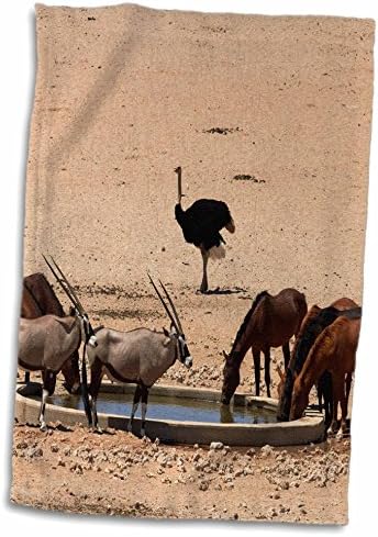 3garub waterhole, Namib-Naukluft NP, Namibya, Afrika'da Vahşi Yaşamı bırakın. - Havlular (twl-187822-3)